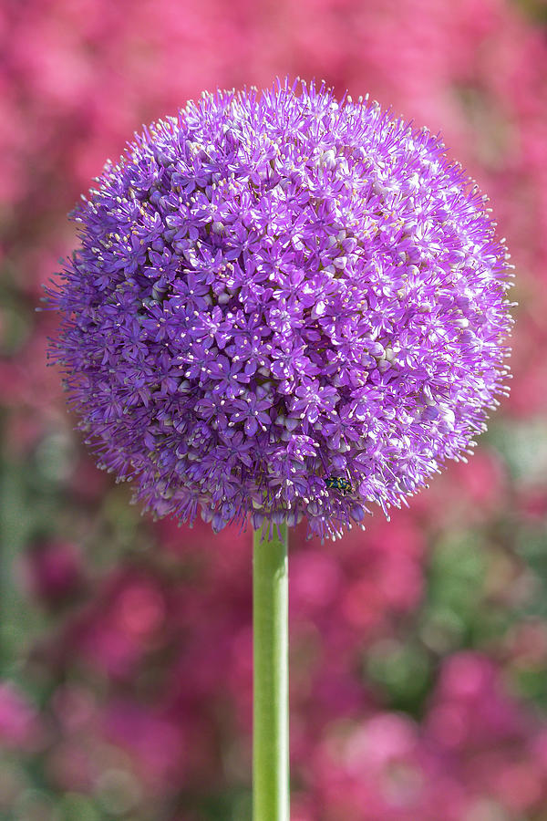 Purple Allium #1 Photograph by Mark Mille