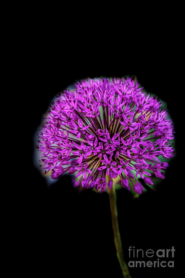 Purple Allium #3 Photograph by Robert Bales