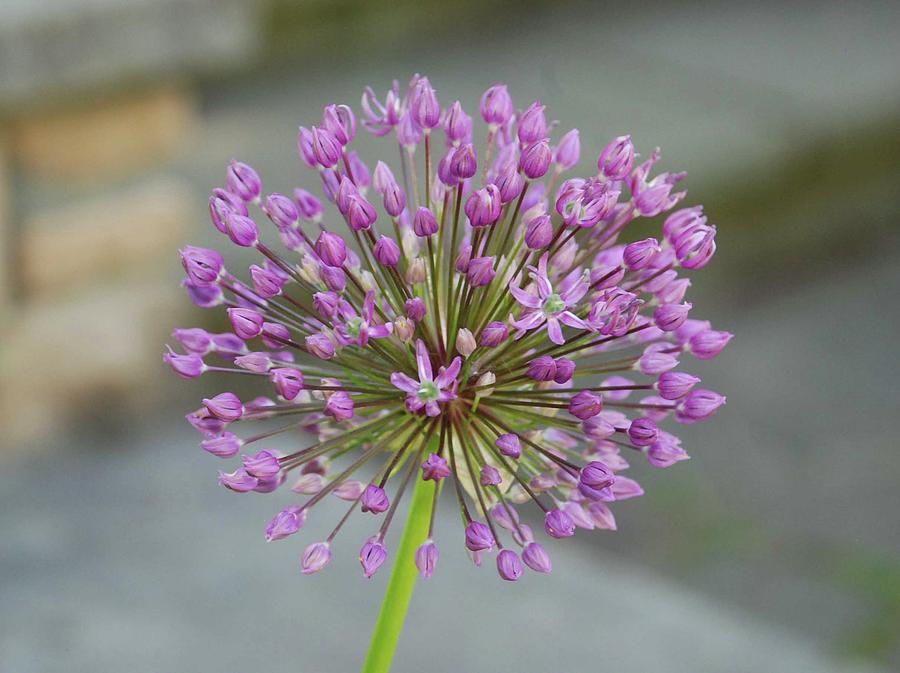 Purple And Round Allium Photograph