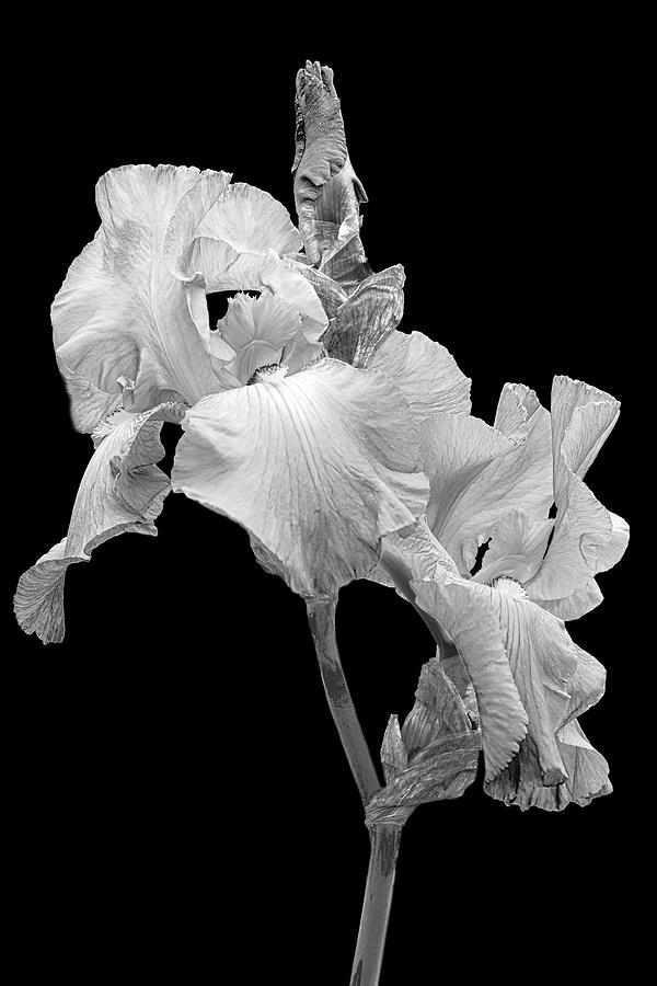 Purple and White Iris Flower II #1 Photograph by Susan Candelario