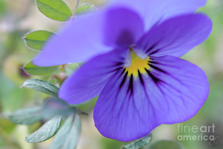 Nature Photograph - Purple Bells #1 by D Lee