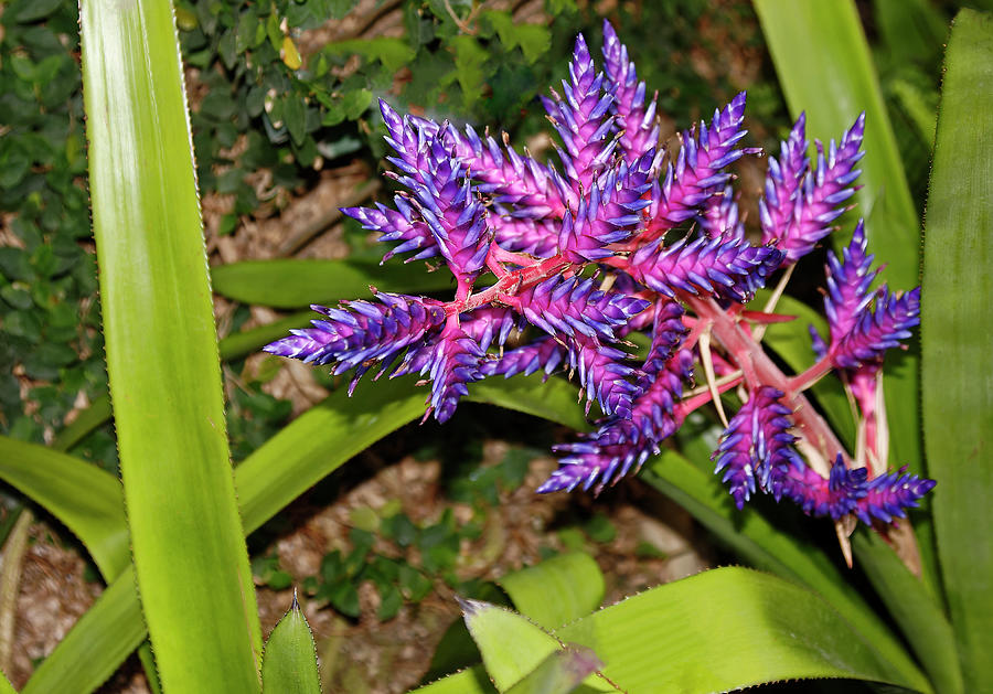 Purple Bromeliad Photograph by Sally Weigand - Pixels