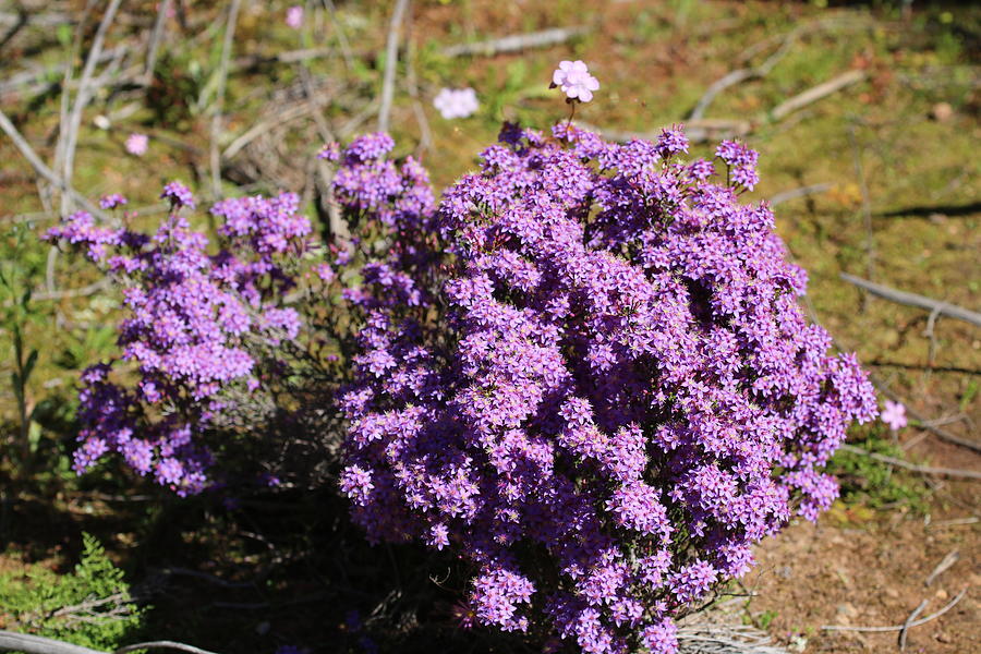 Purple Calytrix Photograph