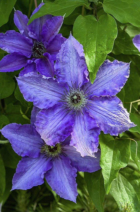 Purple Clematis Flower Photograph Photograph by Louis Dallara
