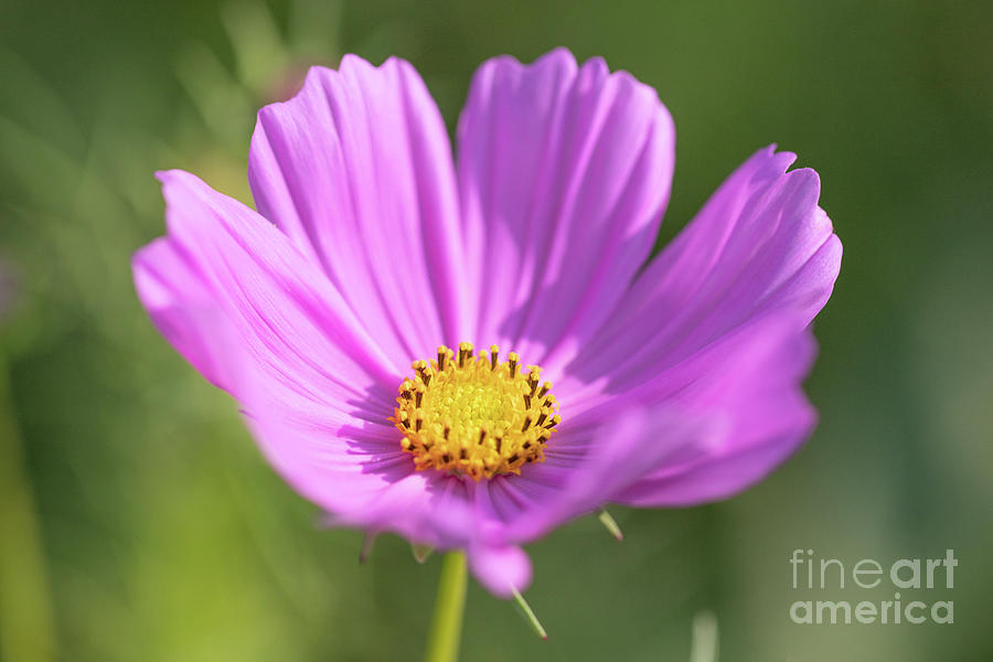 Purple Cosmos Wildflower Series Photograph by Jeannette Hunt