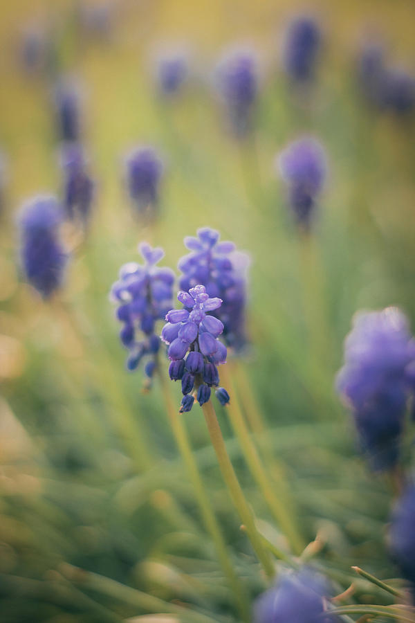 Purple Fields Photograph
