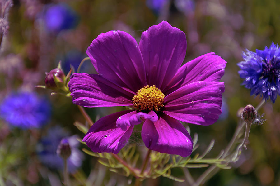 Purple Flower  #1 Photograph by Angela Carrion Photography