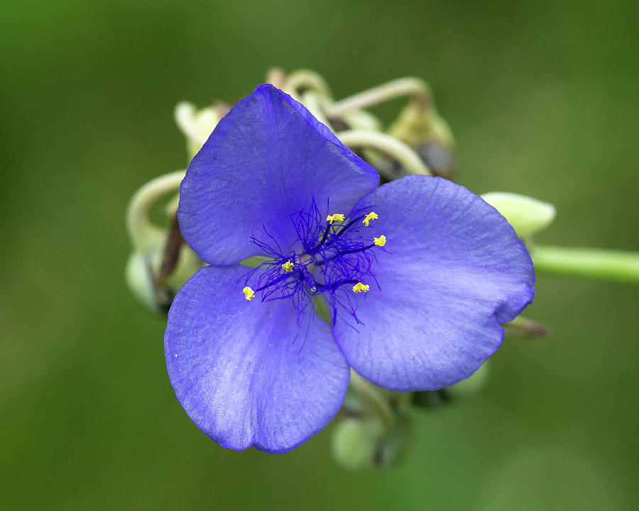Purple Flower #1 Photograph by David Morehead