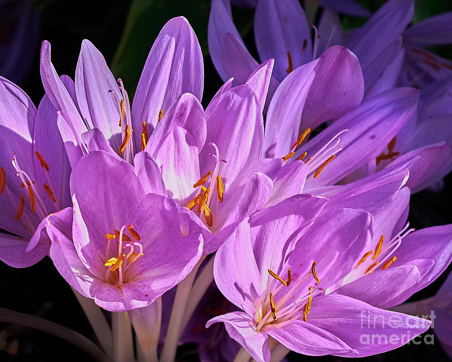 Purple Flowers #1 Photograph by Steve Ondrus