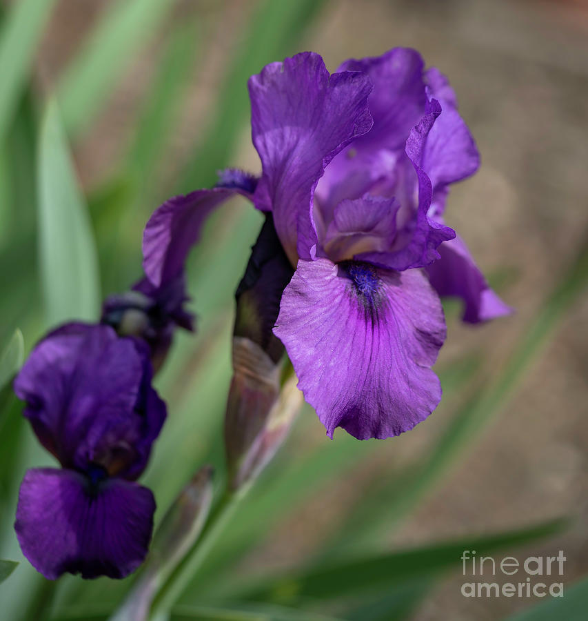 Purple Iris #1 Photograph by Cathy Donohoue