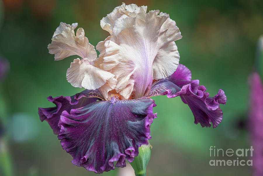 Purple Iris #1 Photograph by Craig Leaper