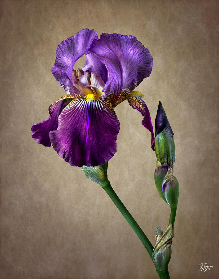 Purple iris #1 Photograph by Endre Balogh