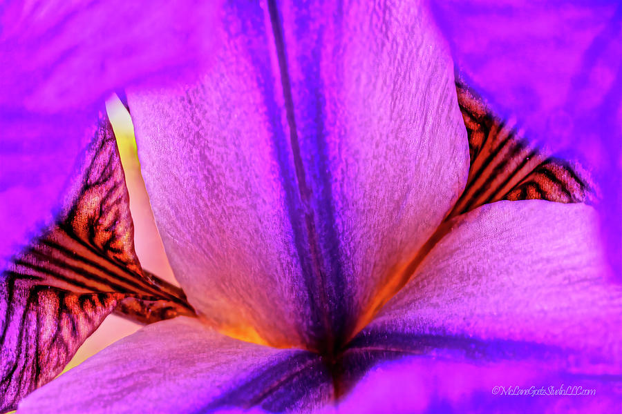 Purple Iris #1 Photograph by LeeAnn McLaneGoetz McLaneGoetzStudioLLCcom