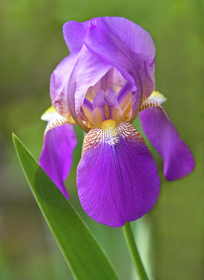 Purple Iris Photograph by Mark Chandler
