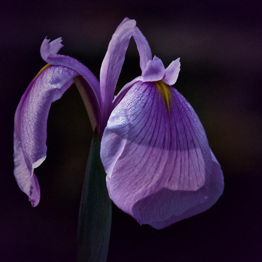 Purple Iris Photograph by Richard Cummings