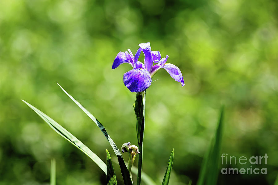 Iris Photograph - Purple Iris on the Bayou by Scott Pellegrin