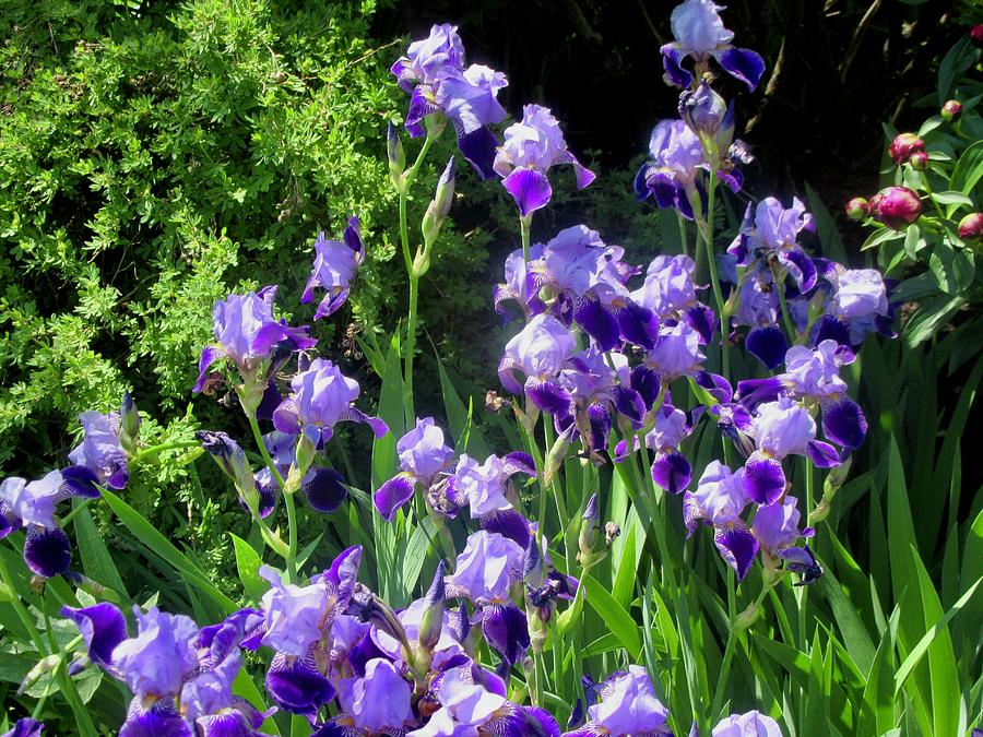 Purple Iris #1 Photograph by Stephanie Moore