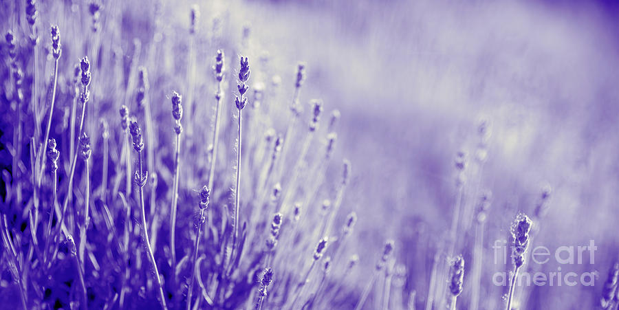 Purple lavender flower in field. Summer scenic landscape banner  #1 Photograph by Jelena Jovanovic