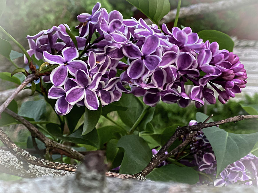 Purple Lilac #1 Photograph by William Norton