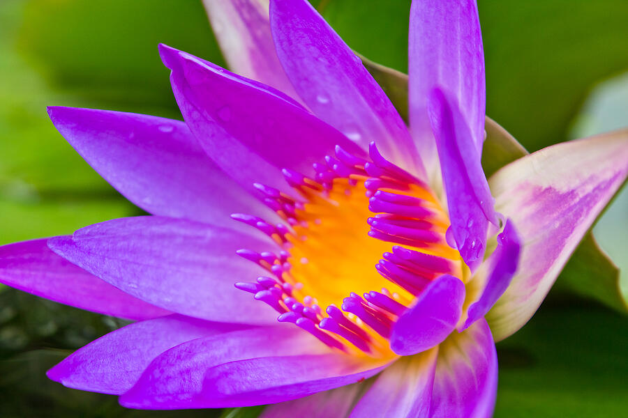 Purple lotus flower with yellow pollen. #1 Photograph by Kurapy11