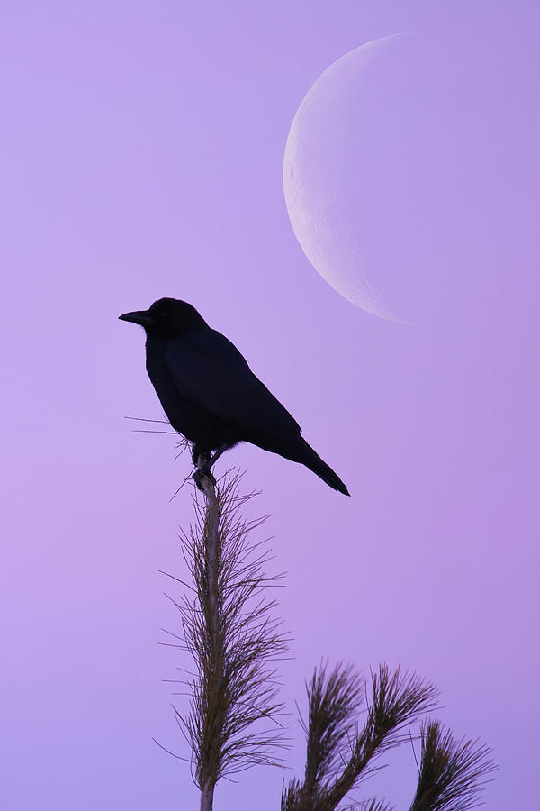 Purple Moon Sunrise Crow #1 Photograph by Brook Burling