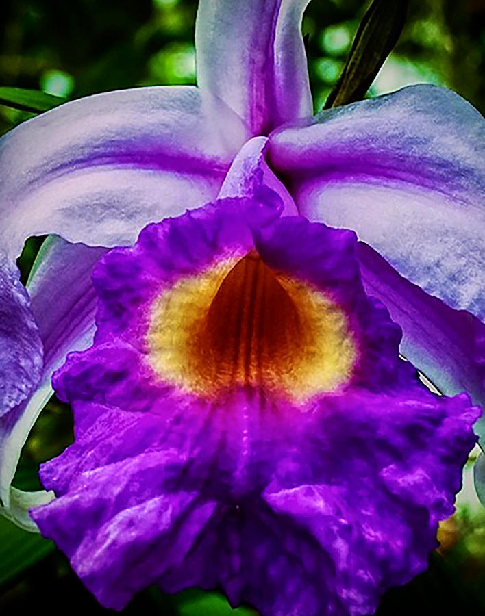 Purple Orchid #1 Photograph by Joseph Hollingsworth