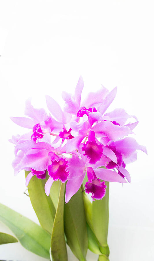 Purple orchids flower on white background and copy space #1 Photograph by AboutnuyLove