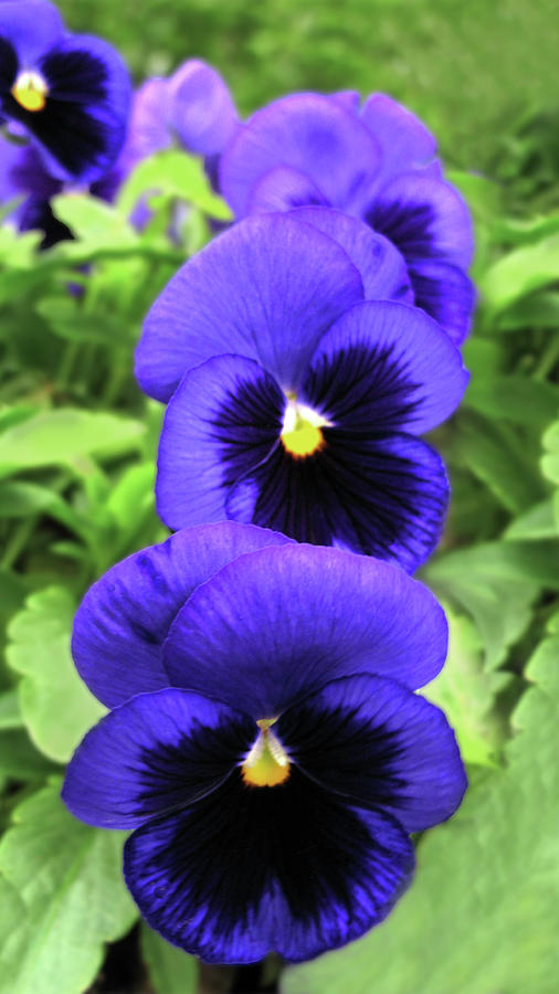 Purple Pansy Delight Photograph by Don Spenner