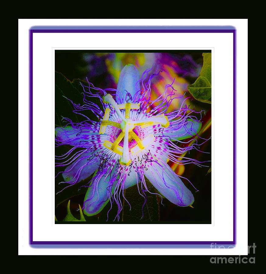 Purple Passion Flower #1 Photograph by Shirley Moravec