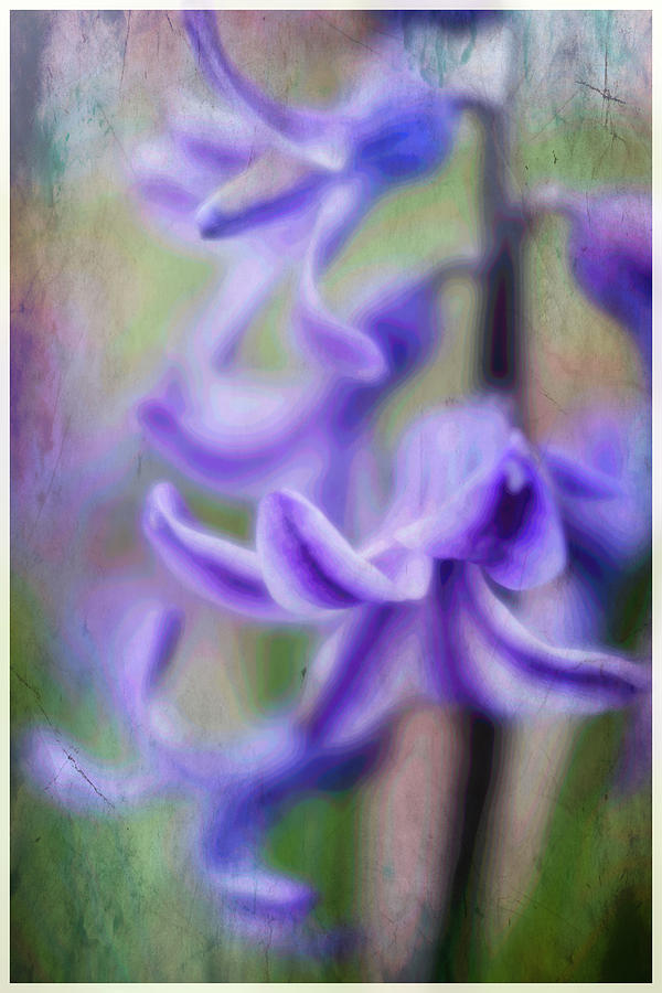 Purple Passion #1 Photograph by Roberta Kayne