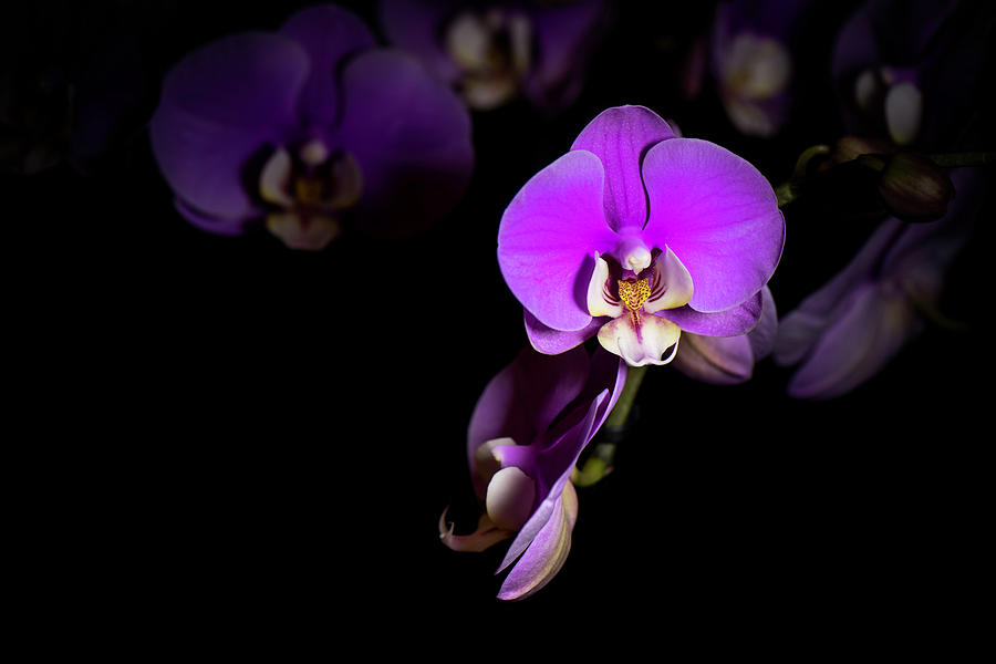Purple Passion #2 Photograph by Shelby Erickson