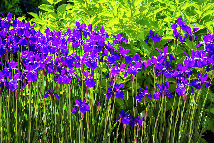 Purple Petals #2 Photograph by Alan Hausenflock