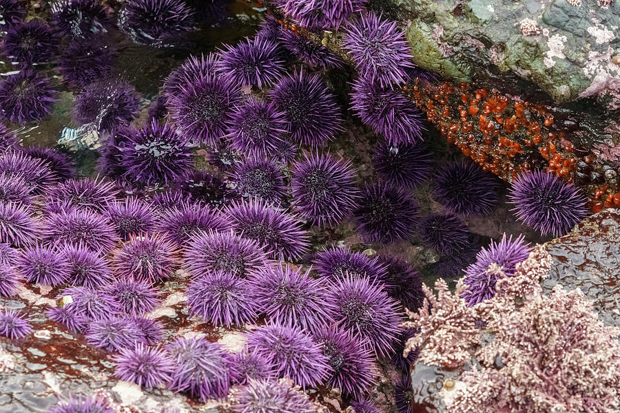 Purple Sea Urchins #1 Photograph by Mike Fusaro