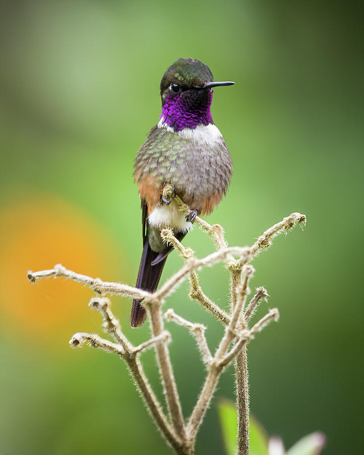 Purple Throated Woodstar Finca Florida Cali Valle del Cauca Colo #1 Photograph by Adam Rainoff