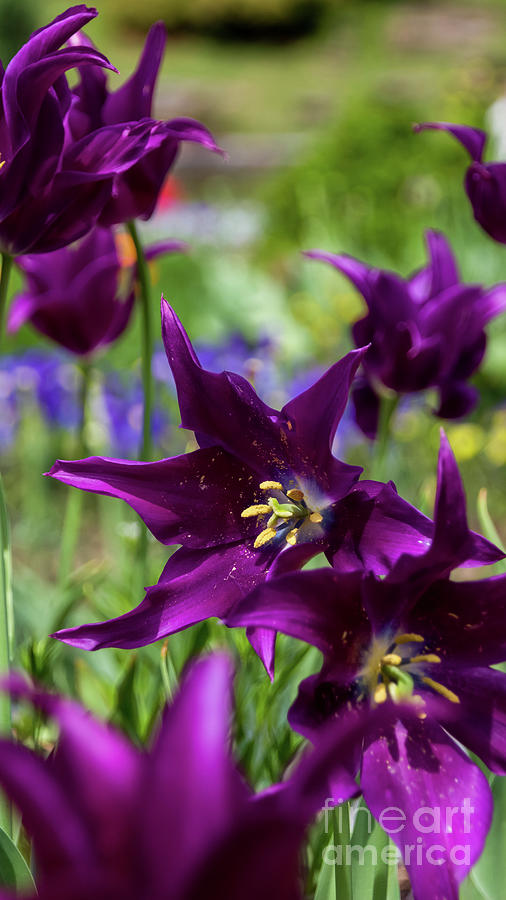 Purple tulip #1 Photograph by Agnes Caruso