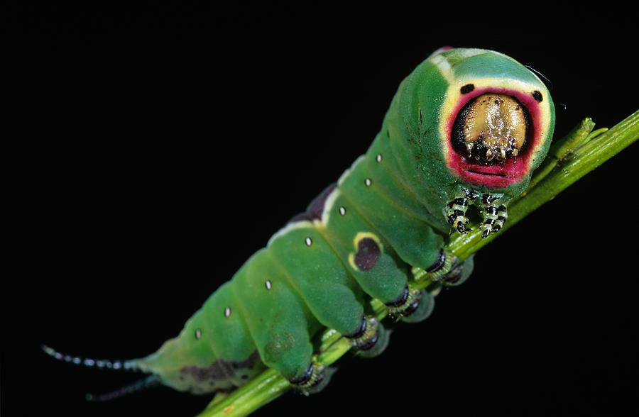 Puss moth caterpillar, Cerura Vinula, close up #1 Photograph by Erich Kuchling