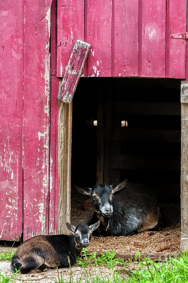 Pygmy Goat Nanny and Kid #1 Photograph by Thomas R Fletcher