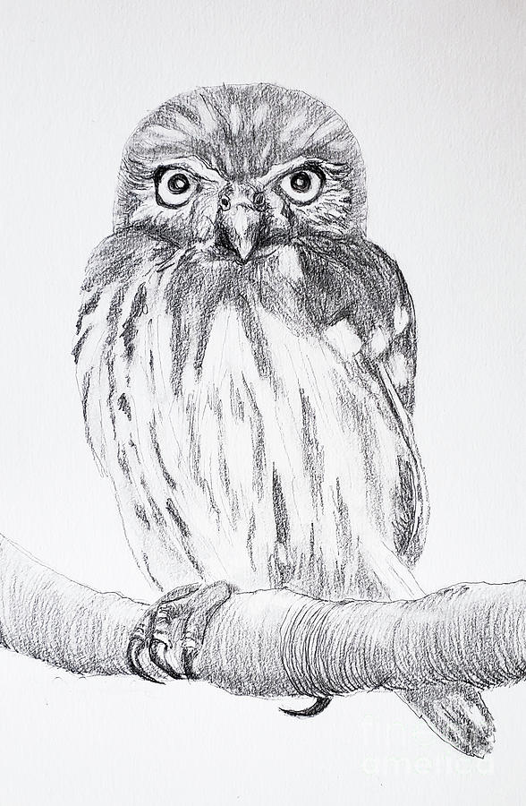 Pygmy Owl Drawing by Mary Capriole | Fine Art America