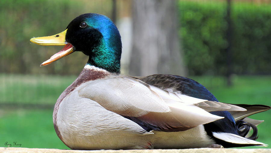 Quack #1 Photograph by Amy Hosp