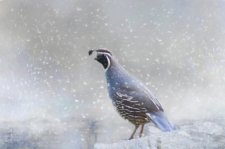 Quail in Snow Photograph by Marilyn Wilson