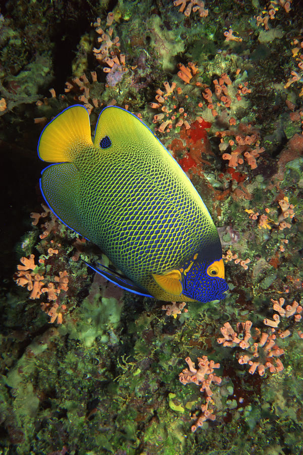 Queen angelfish #1 Photograph by Comstock Images