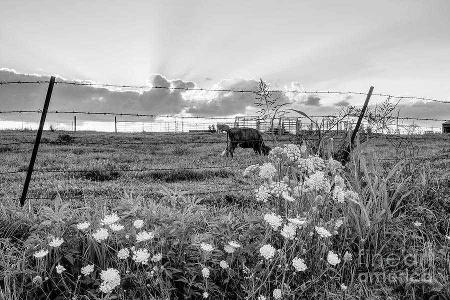 Queen Annes Lace Cattle Farm Sunset Grayscale Photograph by Jennifer White