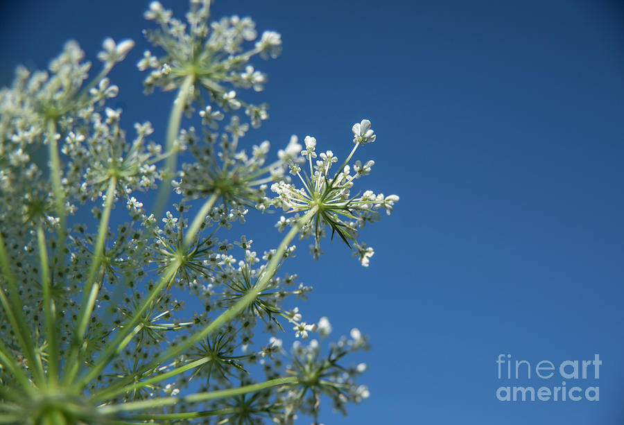 Carrot Photograph - Queen Anns Lace #2 by Alana Ranney