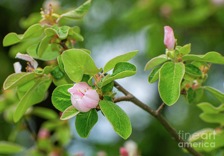Quince Tree In Blossom #1 Photograph by Nina Ficur Feenan
