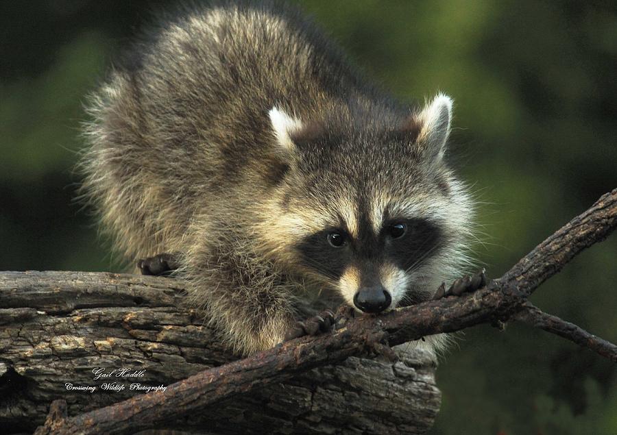 Raccoon At Nightfall Photograph by Gail Huddle | Fine Art America