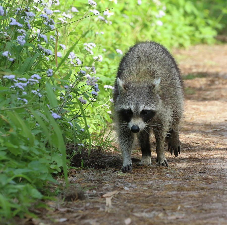 Raccoon Florida #1 Photograph by Bob Savage