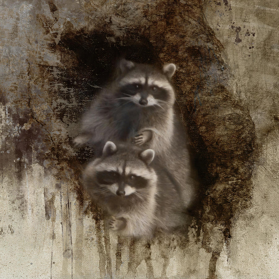 Raccoons in Winter #2 Photograph by Marilyn Wilson