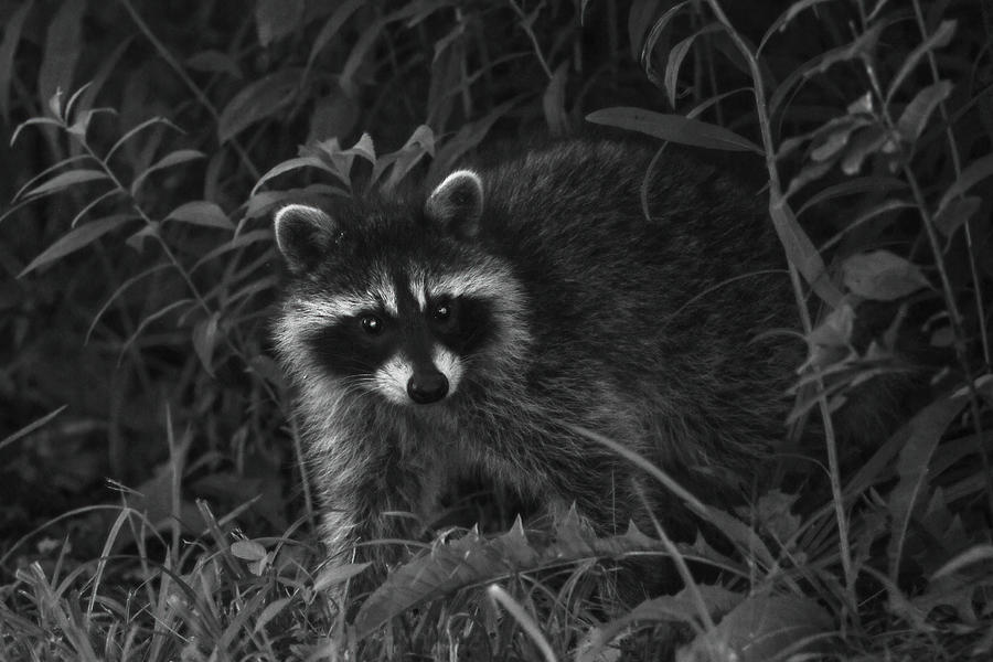 Racoon #1 Photograph by Brook Burling