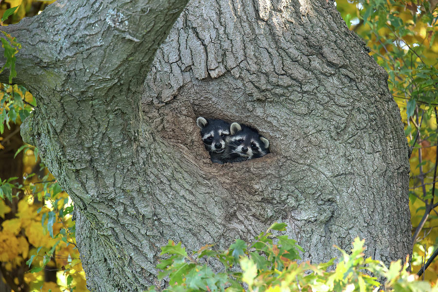 Racoons In Tree #1 Photograph by Brook Burling