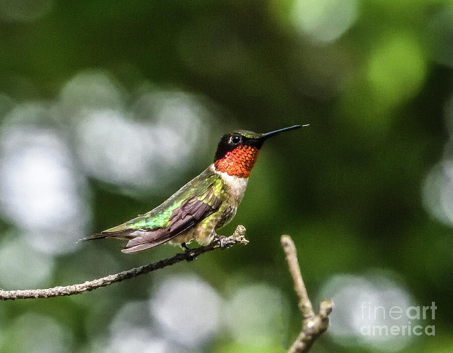 Radiant Male Ruby-throated Hummingbird Photograph